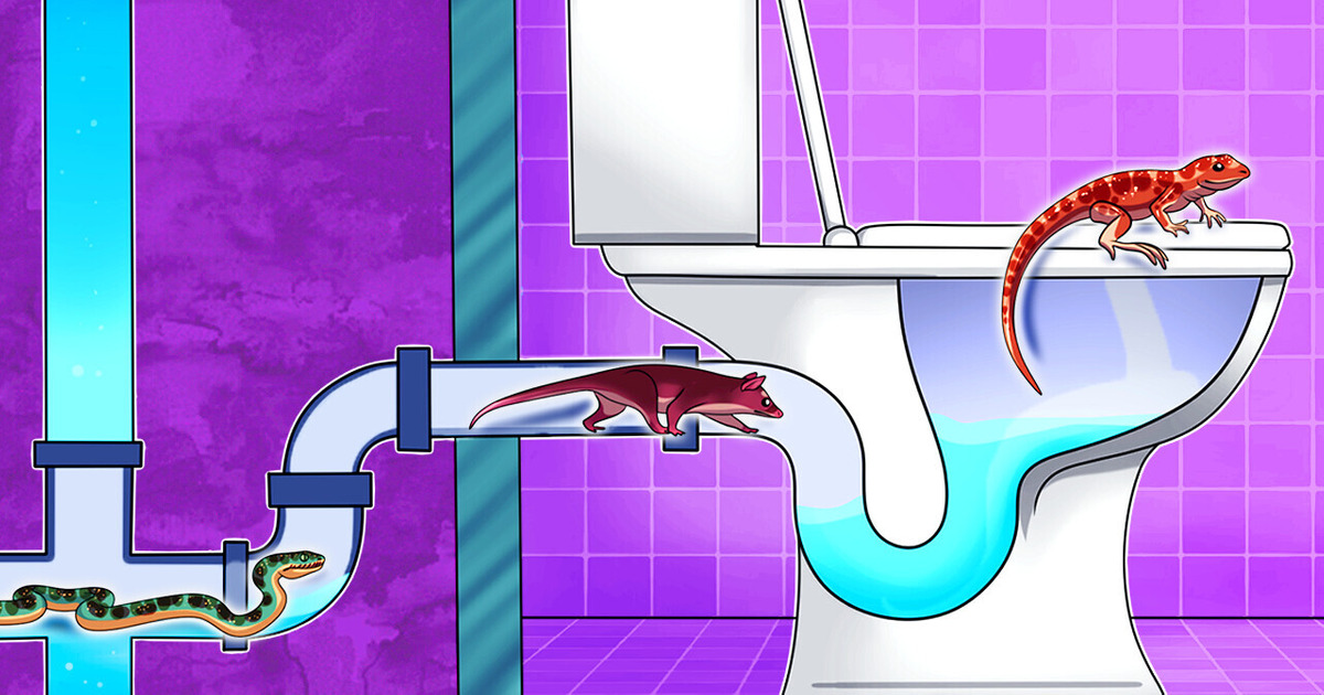 7 существ, которые могут выползти из вашего туалета