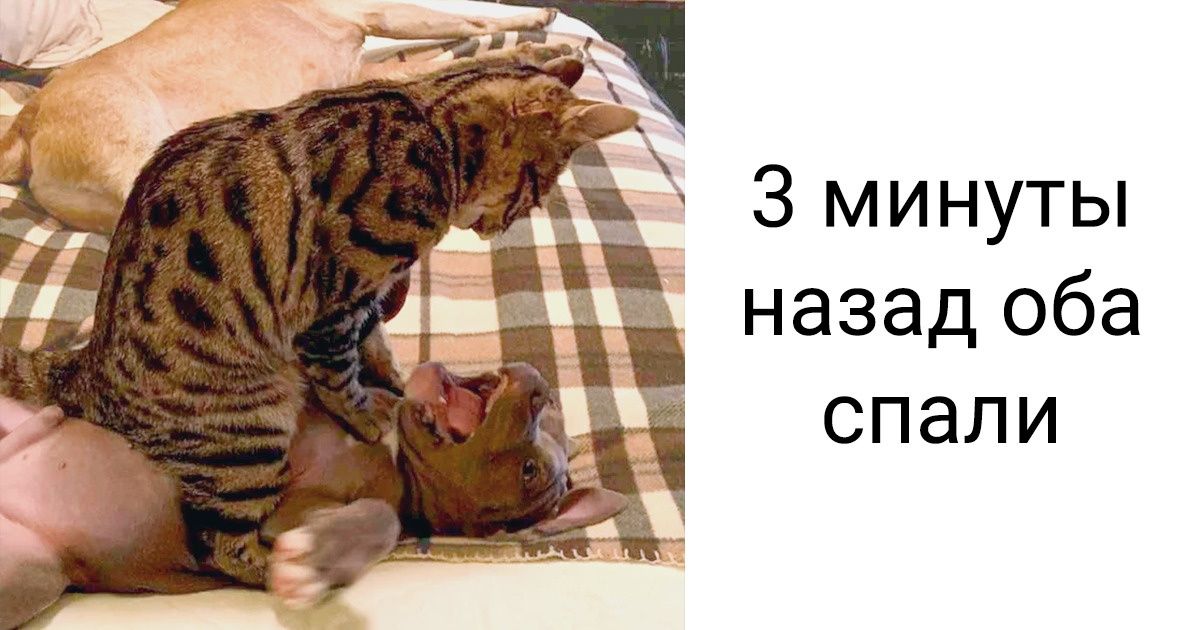 15+ животных, которые стали воплощением неприкрытой дерзости