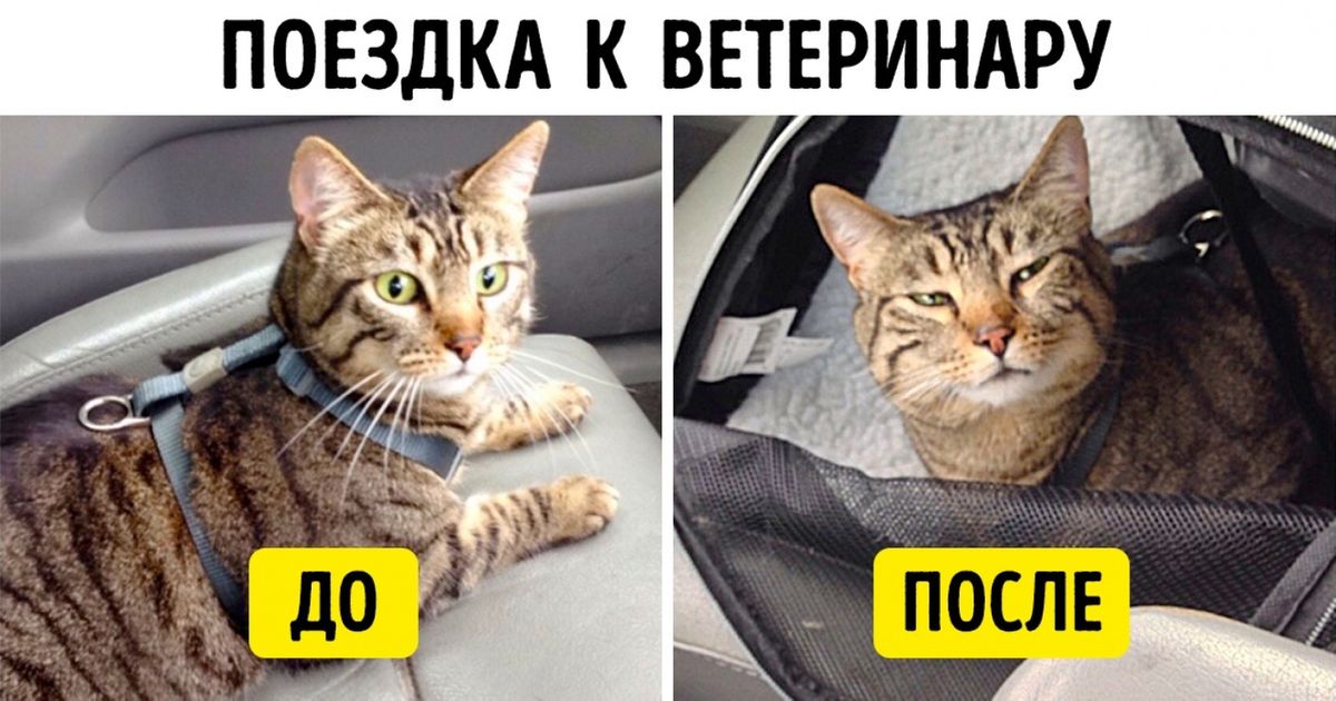 18 животных, которые побуждают пересмотреть свои взгляды на эволюцию 18 животных, которые побуждают пересмотреть свои взгляды на эволюцию