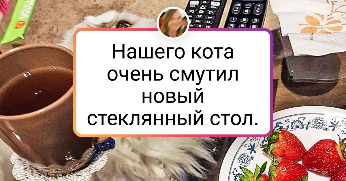 17 пушистиков, которых срочно нужно отправить в сервисный центр на ремонт