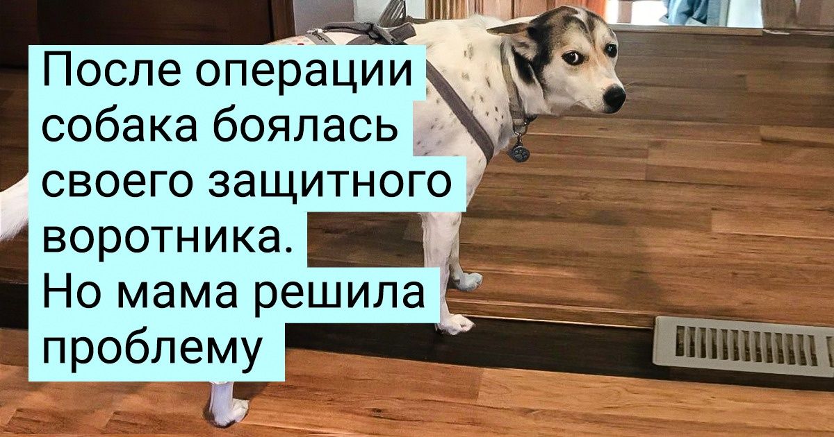 16 хозяев, которые нашли особый подход к своим любимцам 16 хозяев, которые нашли особый подход к своим любимцам