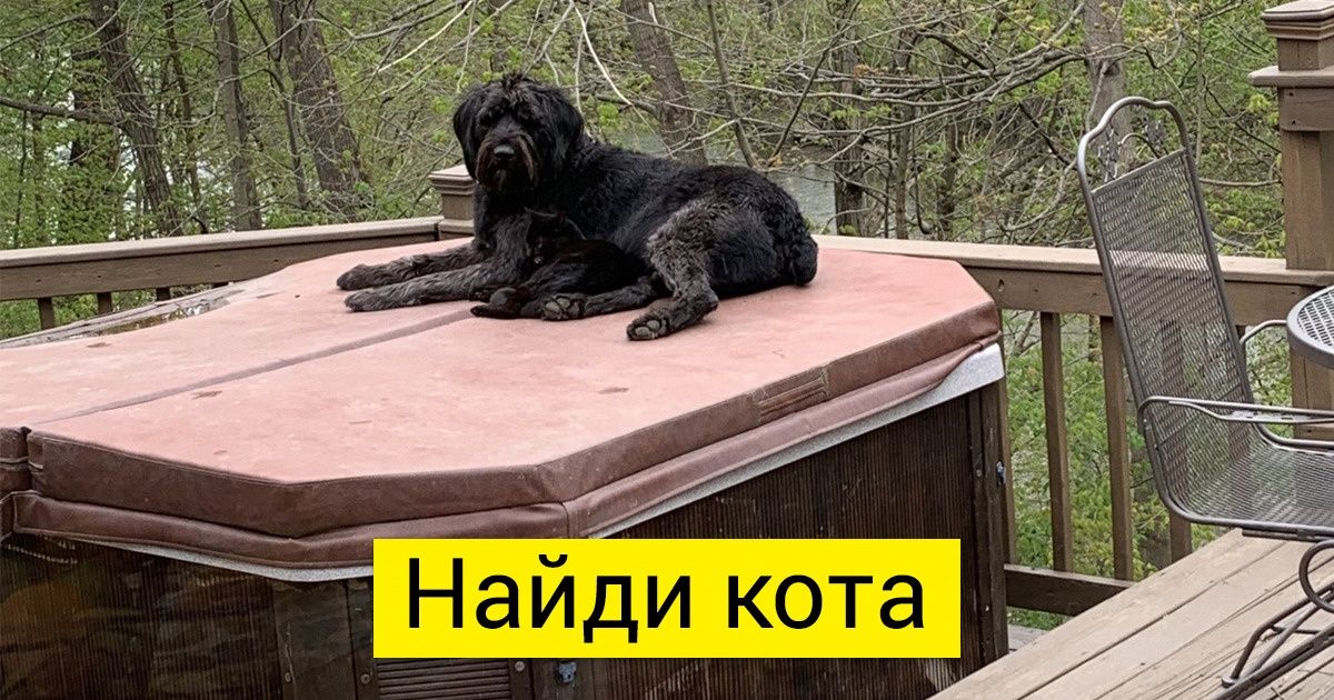 19 усатых-полосатых, которым нет равных в игре «найди кота» (Попробуйте доказать обратное) 19 усатых-полосатых, которым нет равных в игре «найди кота» (Попробуйте доказать обратное)