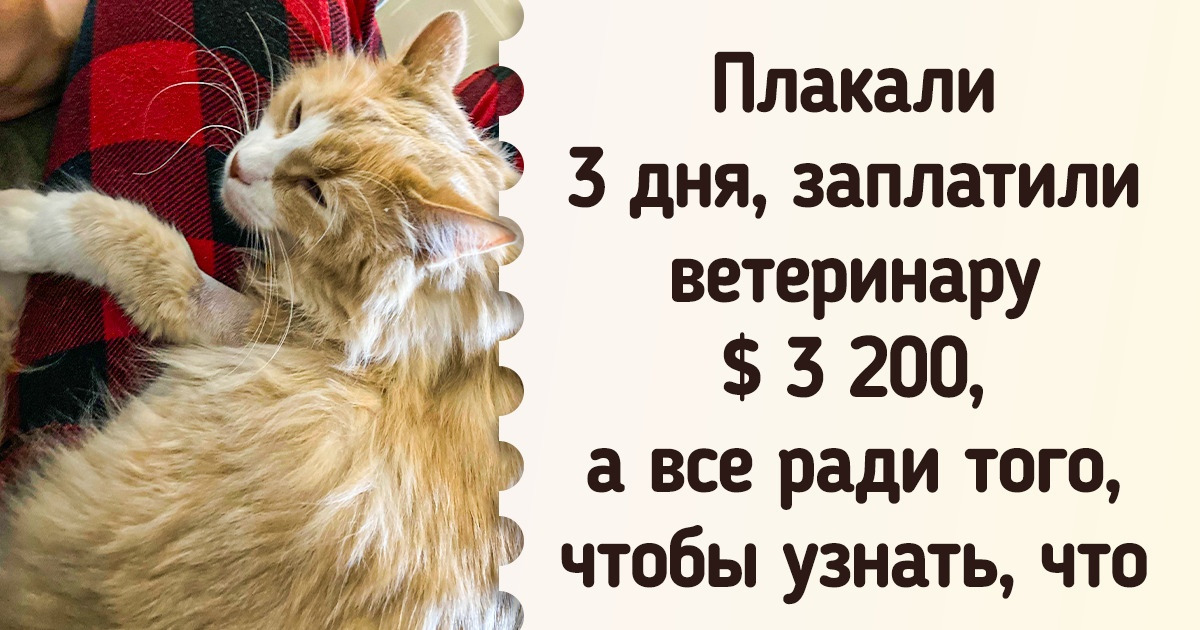 20 хозяев, которые, видимо, любят своих котов даже больше, чем Джек любил Розу. Да-да, это возможно 20 хозяев, которые, видимо, любят своих котов даже больше, чем Джек любил Розу. Да-да, это возможно