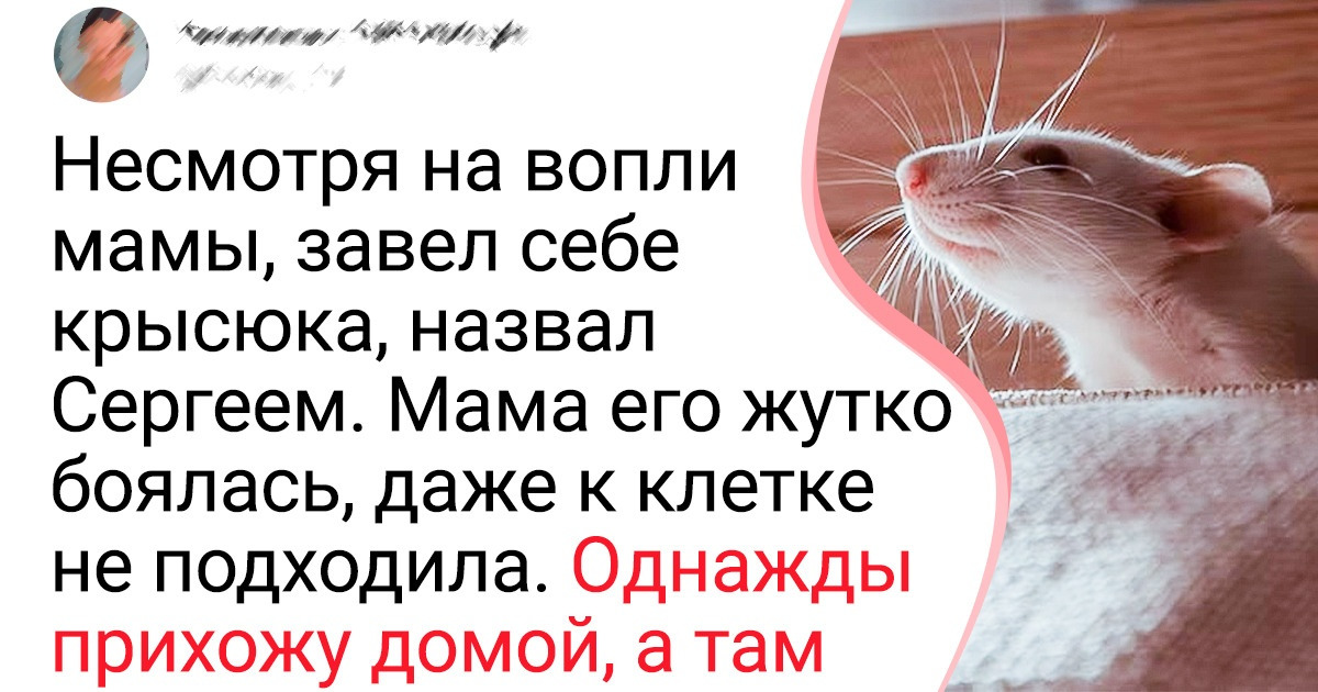 18 животных, с которыми люди наотрез отказывались находиться под одной крышей 18 животных, с которыми люди наотрез отказывались находиться под одной крышей