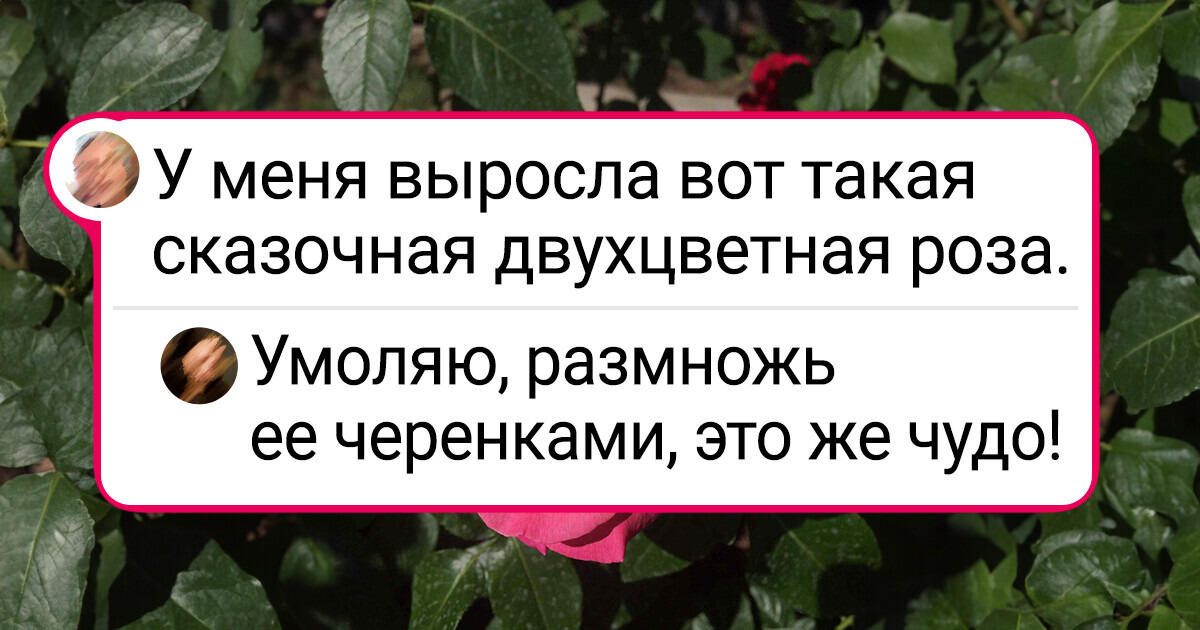 20 человек, которым удалось подружиться с растениями и добиться классных результатов в своем саду
