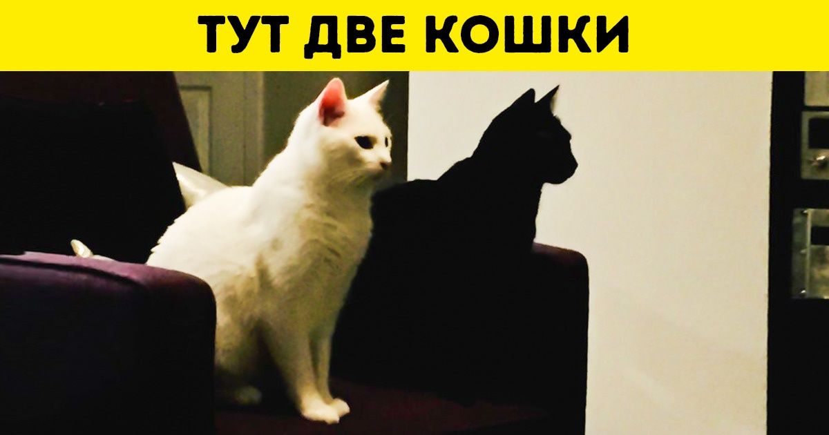 16 фотографий, на которые стоит посмотреть дважды. А то и трижды