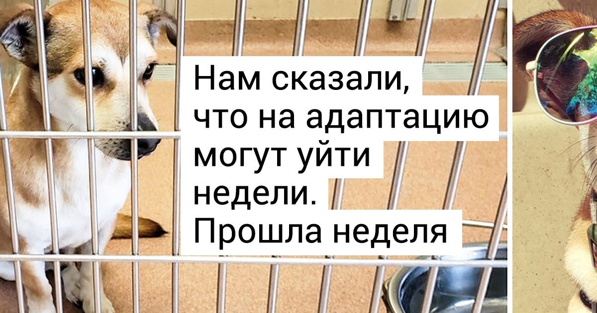 25+ животных, которые уже ничего не ждали от жизни, но и на их улице наступил праздник