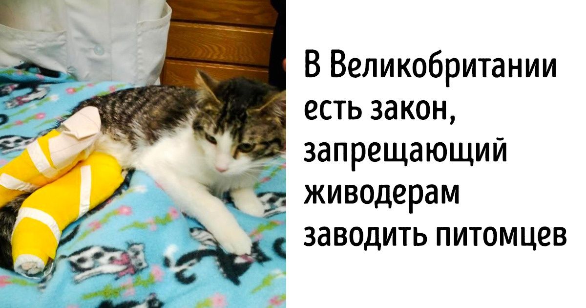 10 законов о защите животных, которые возвращают веру в человечество 10 законов о защите животных, которые возвращают веру в человечество