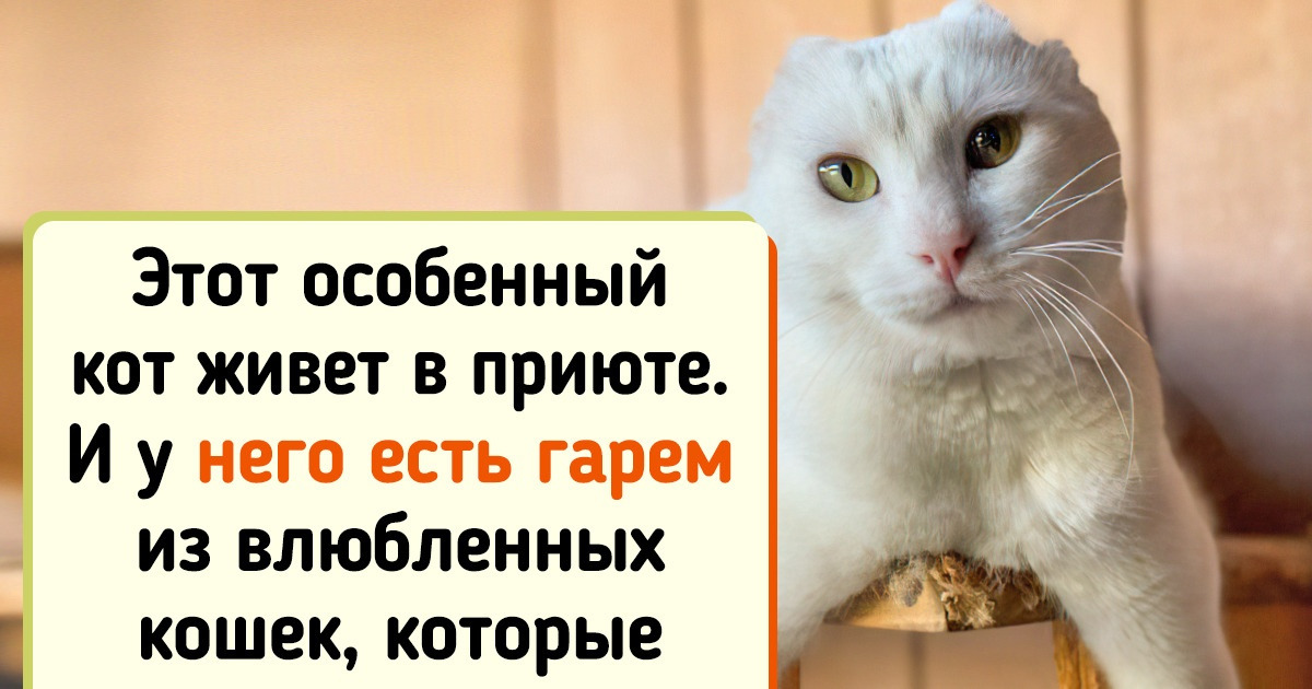 17 животных, которых природа наградила неповторимым шармом 17 животных, которых природа наградила неповторимым шармом