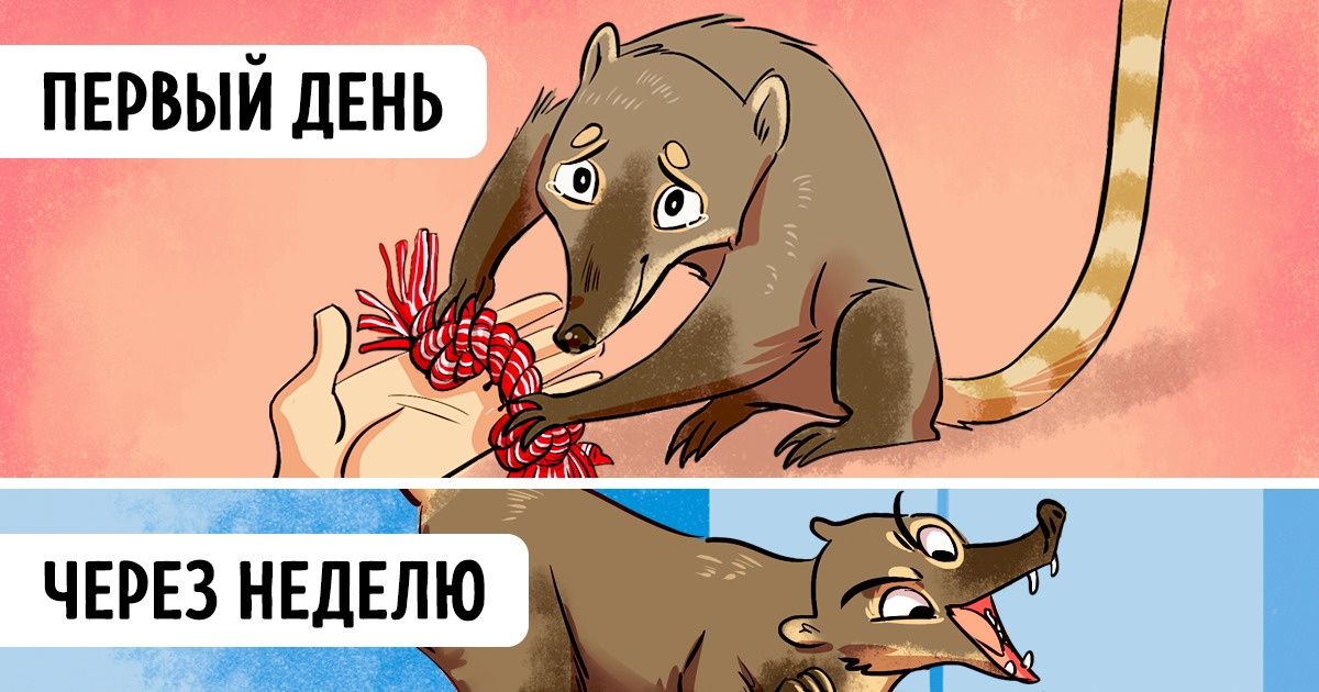 Как я спасла носуху и не раз пожалела об этом (Но не раздумывая спасла бы еще раз) Как я спасла носуху и не раз пожалела об этом (Но не раздумывая спасла бы еще раз)