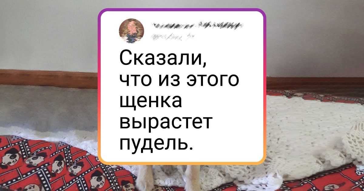 3 доказательства того, что завести питомца — серьезный шаг, который надо обдумать не 3, а 33 раза 3 доказательства того, что завести питомца — серьезный шаг, который надо обдумать не 3, а 33 раза
