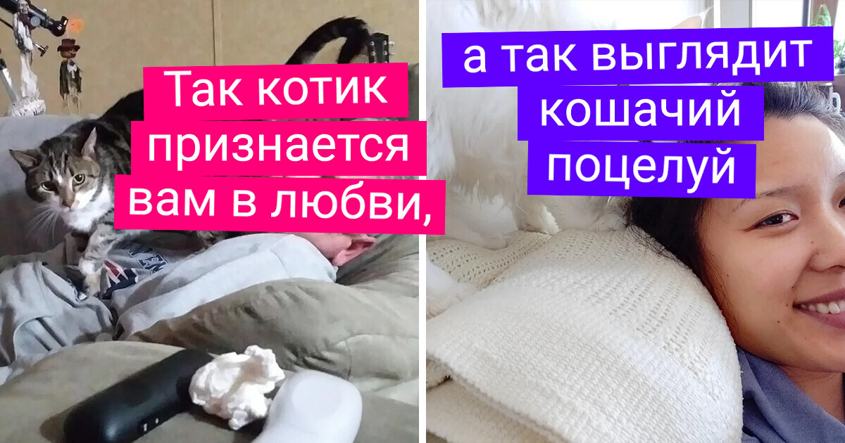 15+ кошачьих привычек, которые кажутся странными, но на самом деле имеют смысл 15+ кошачьих привычек, которые кажутся странными, но на самом деле имеют смысл