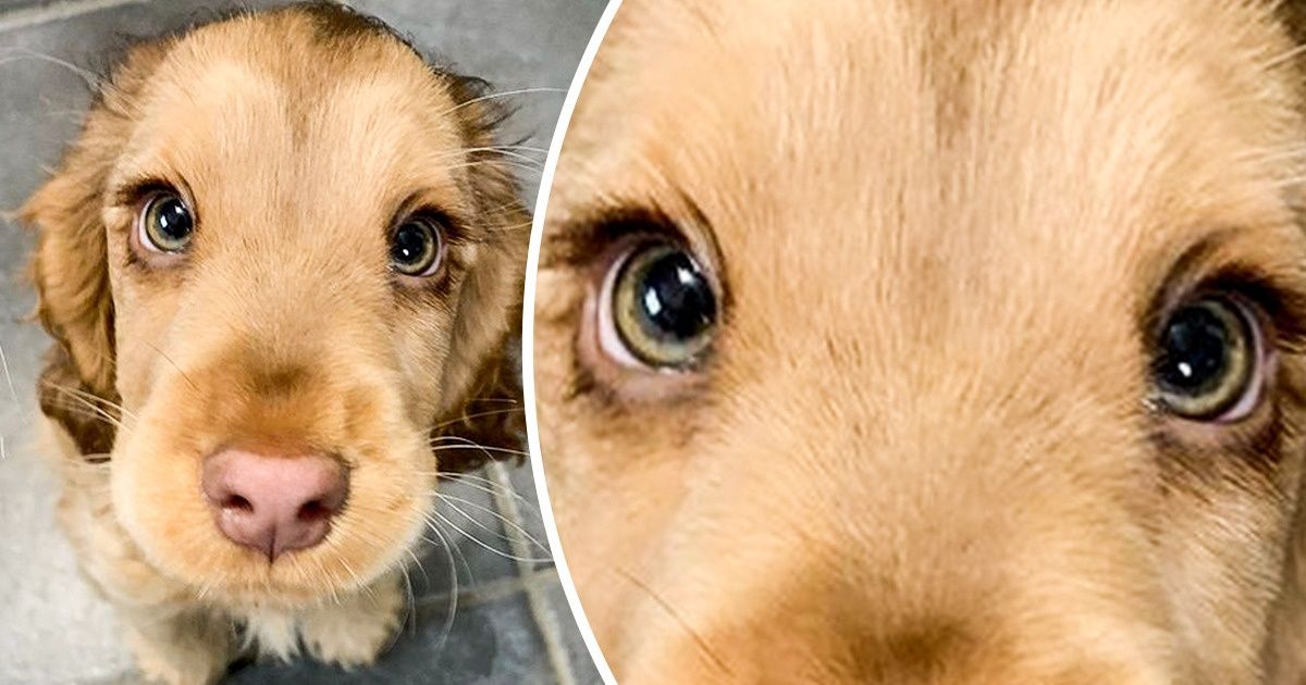 18 животных, которые вызывают недоумение с первого взгляда и восторг — со второго 18 животных, которые вызывают недоумение с первого взгляда и восторг — со второго