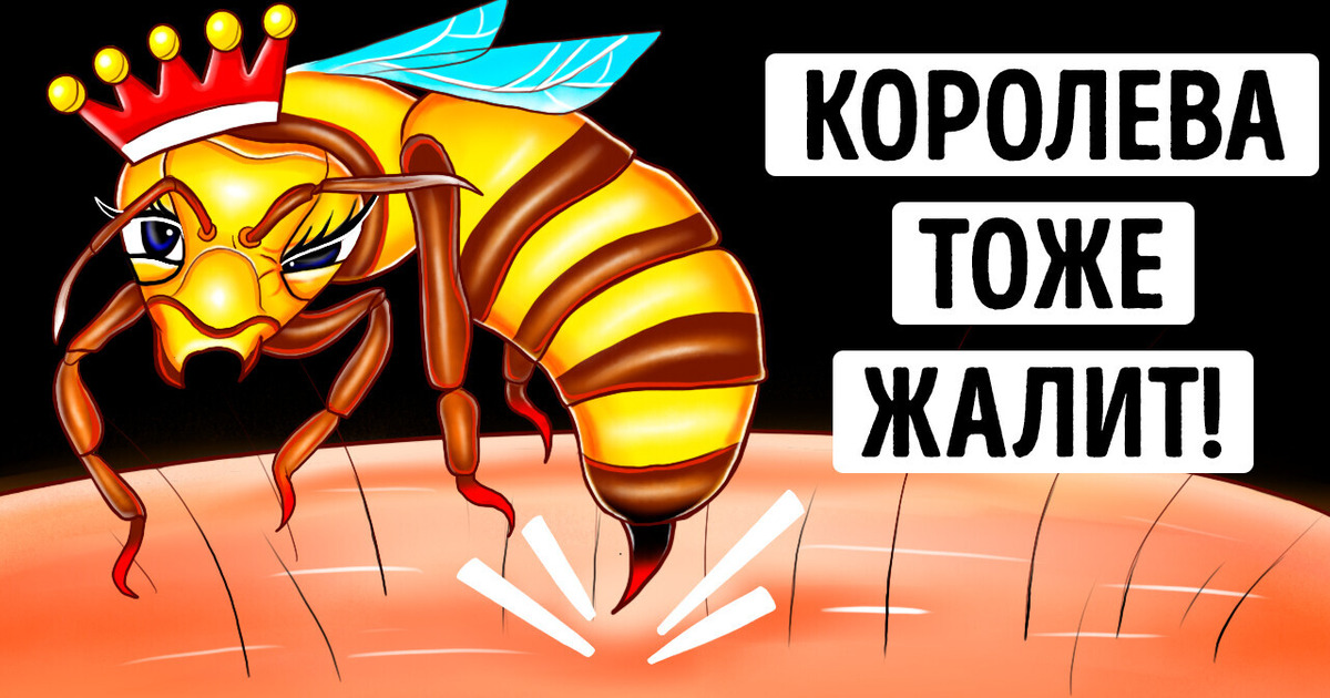 Правда ли, что укус пчелиной матки опаснее укуса обычной пчелы? (Мы все выяснили)