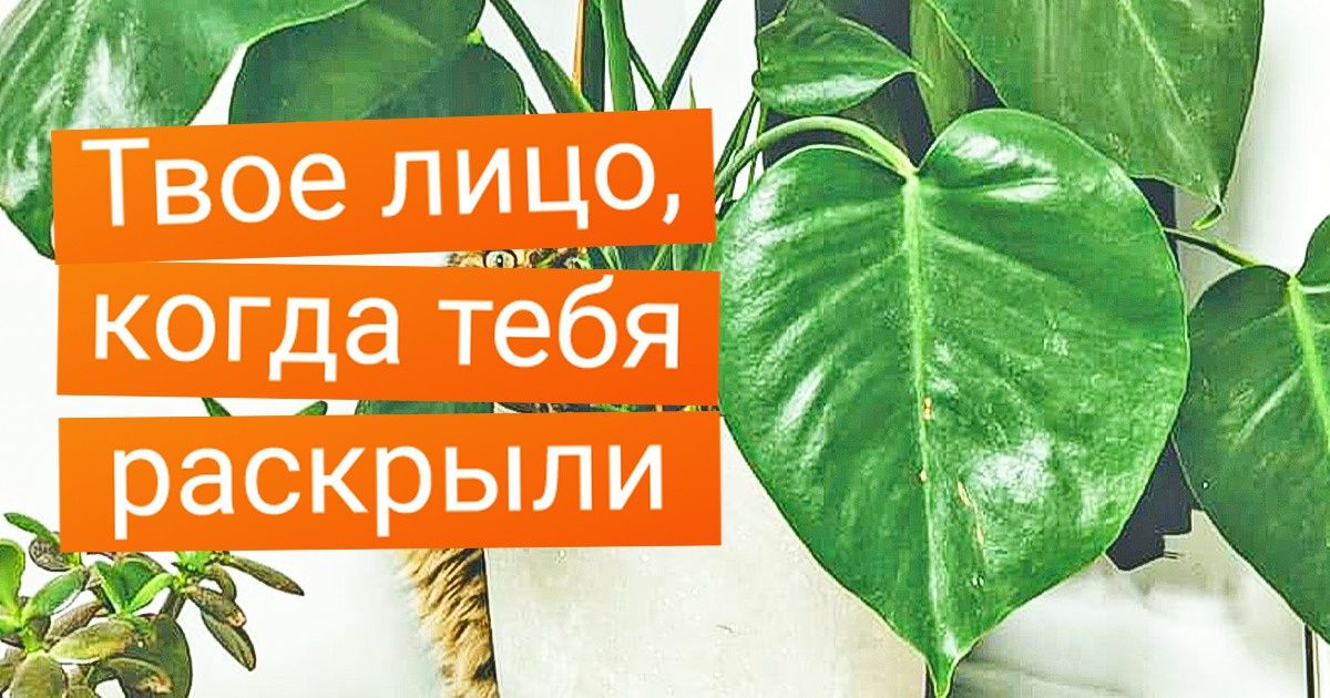 20+ животных, которые дадут фору любому агенту под прикрытием