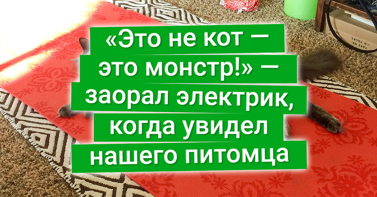 20+ мощных котов, от чьих тыгыдыков трясутся потолки у соседей снизу 20+ мощных котов, от чьих тыгыдыков трясутся потолки у соседей снизу