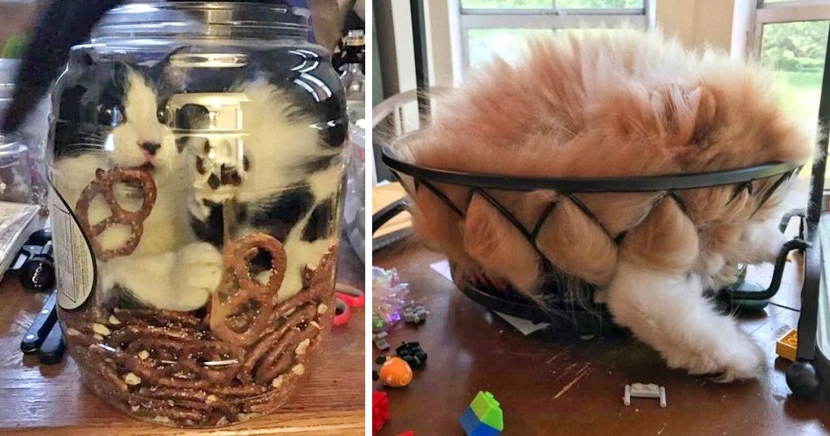 20+ котеек, которые пренебрегают всеми известными законами физики