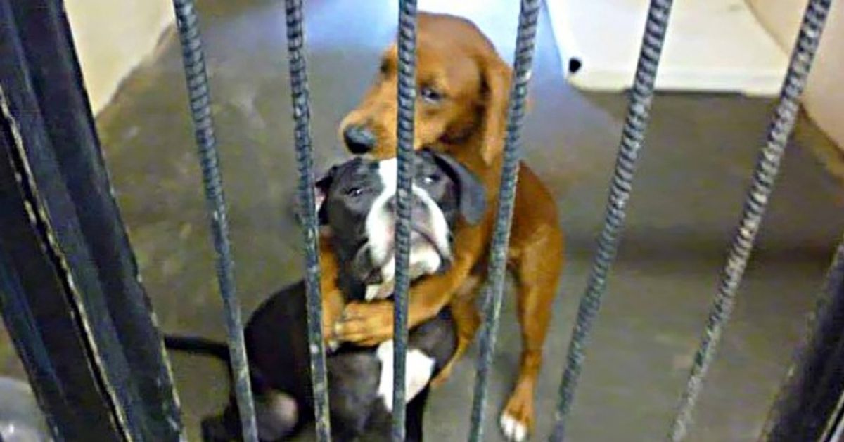 Волшебная сила Facebook: обнимающихся собак спасли от усыпления в последний момент Волшебная сила Facebook: обнимающихся собак спасли от усыпления в последний момент