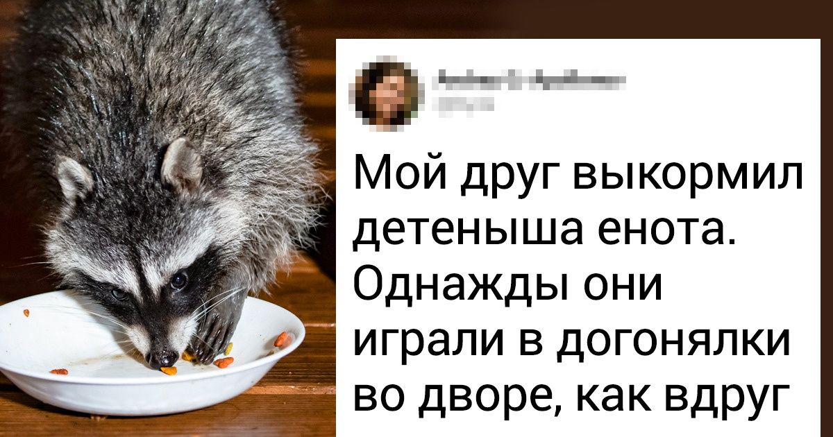 8 экзотических животных, которым место в дикой природе, а не у нас дома 8 экзотических животных, которым место в дикой природе, а не у нас дома
