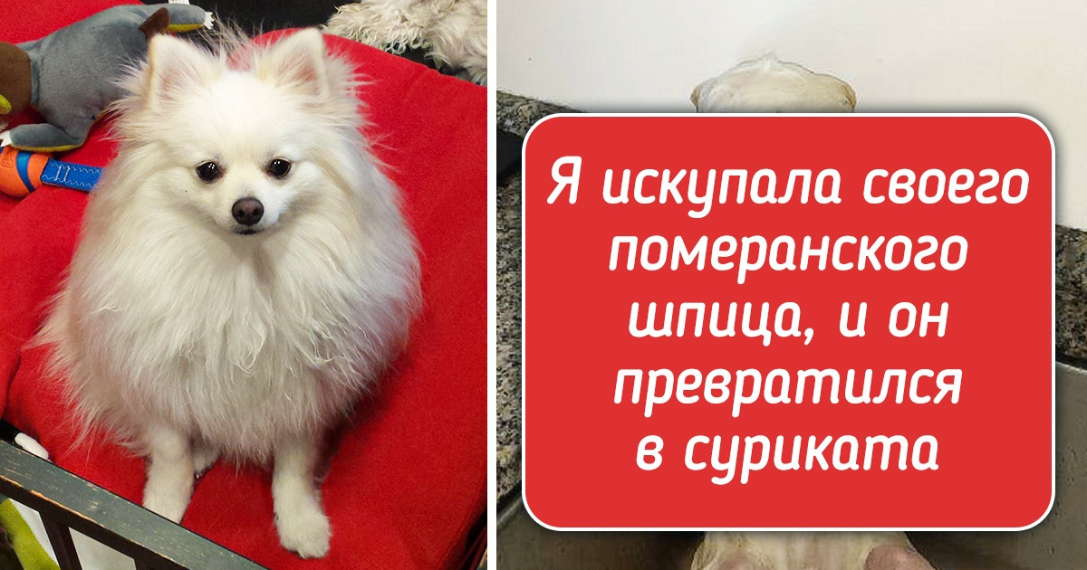 17 питомцев, которые во время купания изображают такую драму, что Станиславский бы точно поверил 17 питомцев, которые во время купания изображают такую драму, что Станиславский бы точно поверил