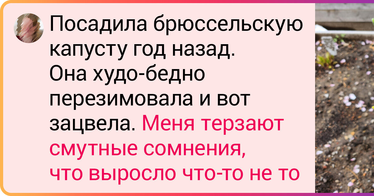 17 садоводов, которые собрали такой урожай, что челюсть сама собой отпадает