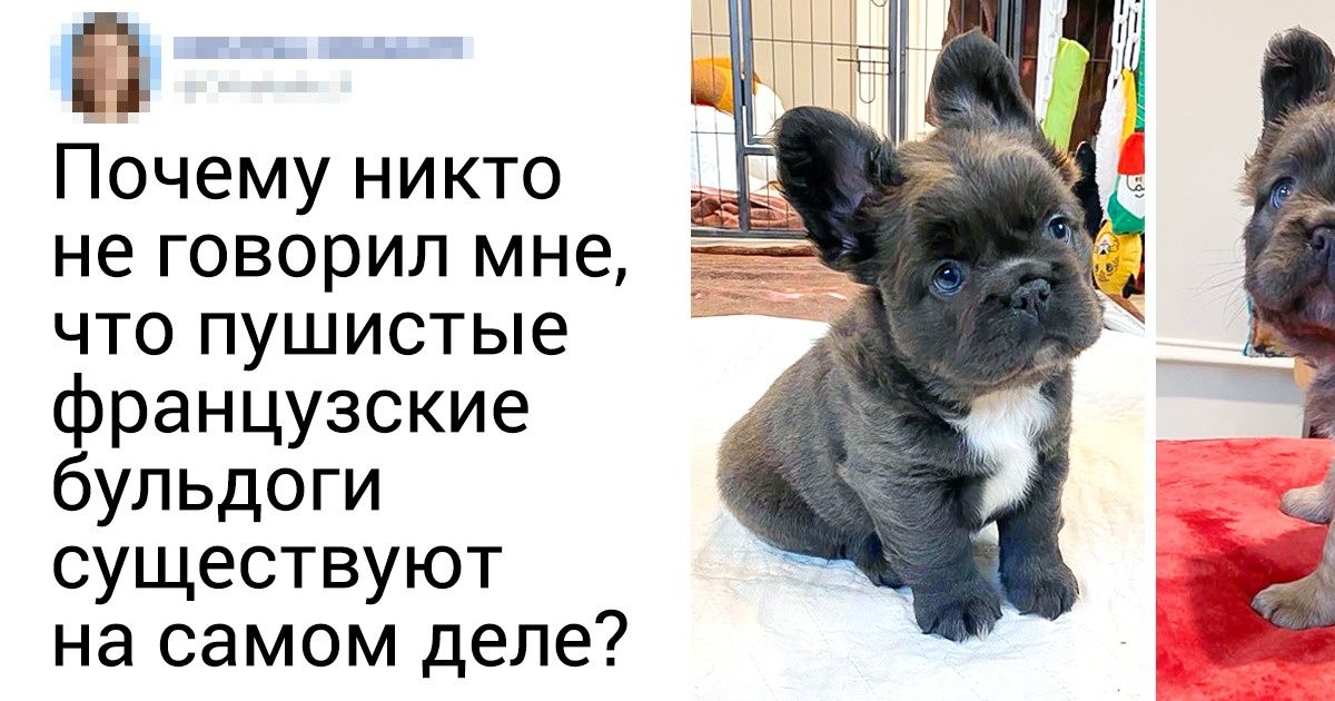 20+ фото, которые приблизят вас к решению завести собаку прямо сейчас 20+ фото, которые приблизят вас к решению завести собаку прямо сейчас