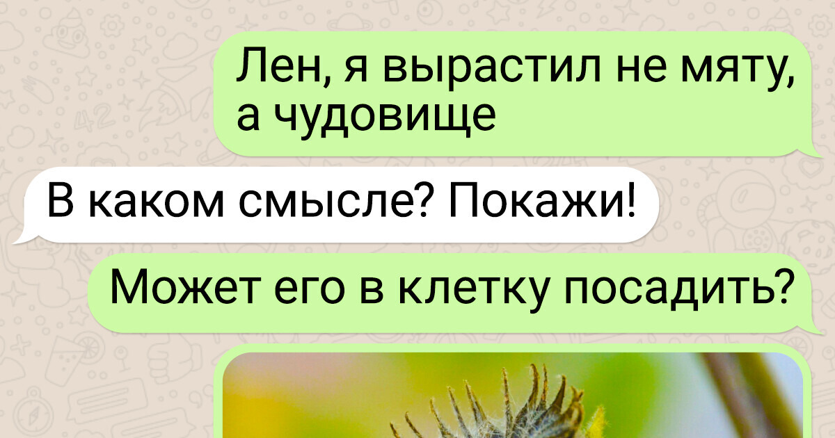 16 мужчин похвастались таким урожаем, что даже опытные садоводы позеленели от зависти 16 мужчин похвастались таким урожаем, что даже опытные садоводы позеленели от зависти