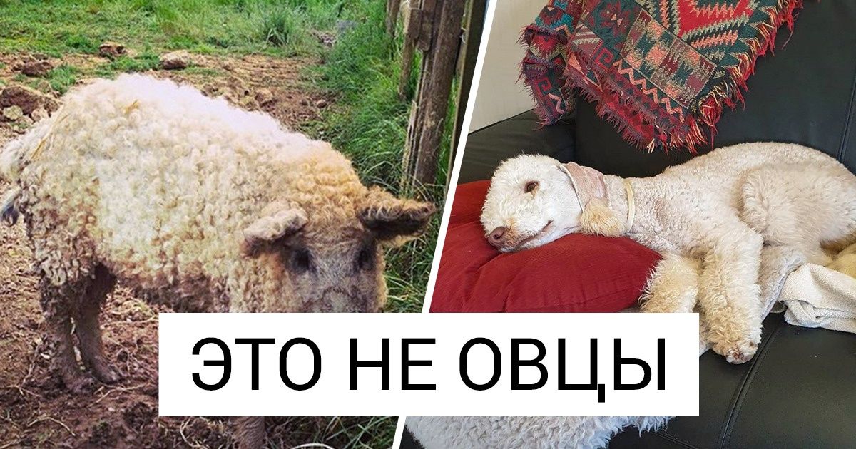 17 животных, над которыми природа долго не фантазировала, а просто создала их по чужому подобию 17 животных, над которыми природа долго не фантазировала, а просто создала их по чужому подобию