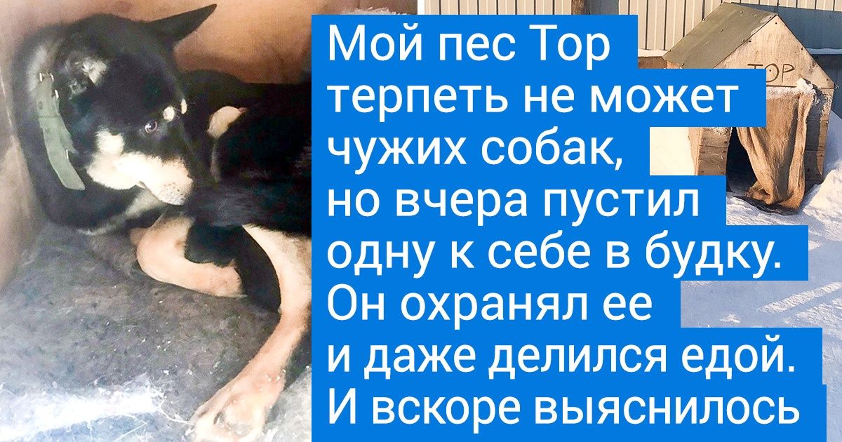 18 верных хвостатых товарищей, в чьей доброй душе найдется уголок для каждого из нас 18 верных хвостатых товарищей, в чьей доброй душе найдется уголок для каждого из нас