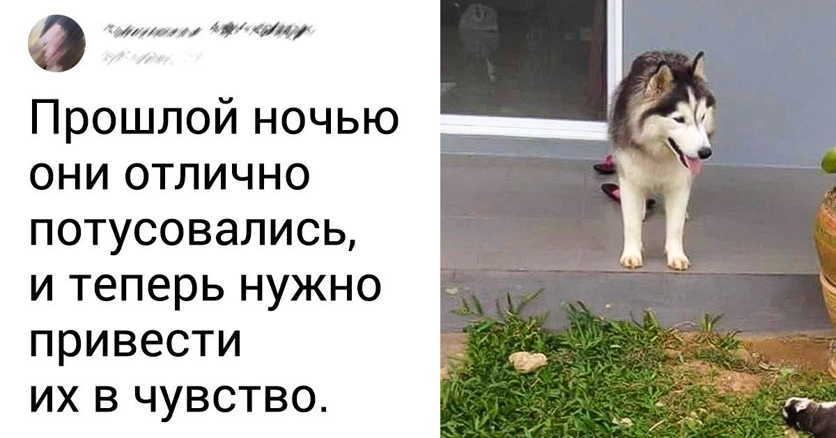 15+ родителей-животных, которые как могут воспитывают своих сорванцов 15+ родителей-животных, которые как могут воспитывают своих сорванцов