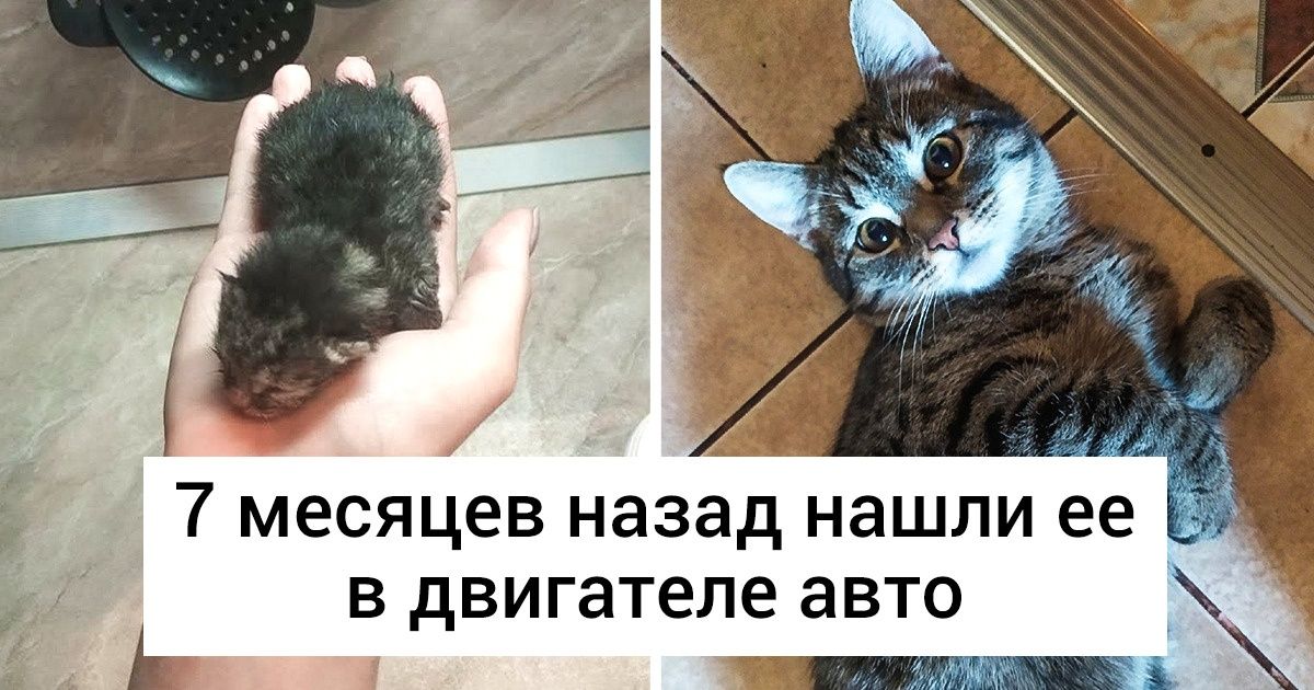 20+ проникновенных фото, которые показывают, как быстро растут наши питомцы 20+ проникновенных фото, которые показывают, как быстро растут наши питомцы