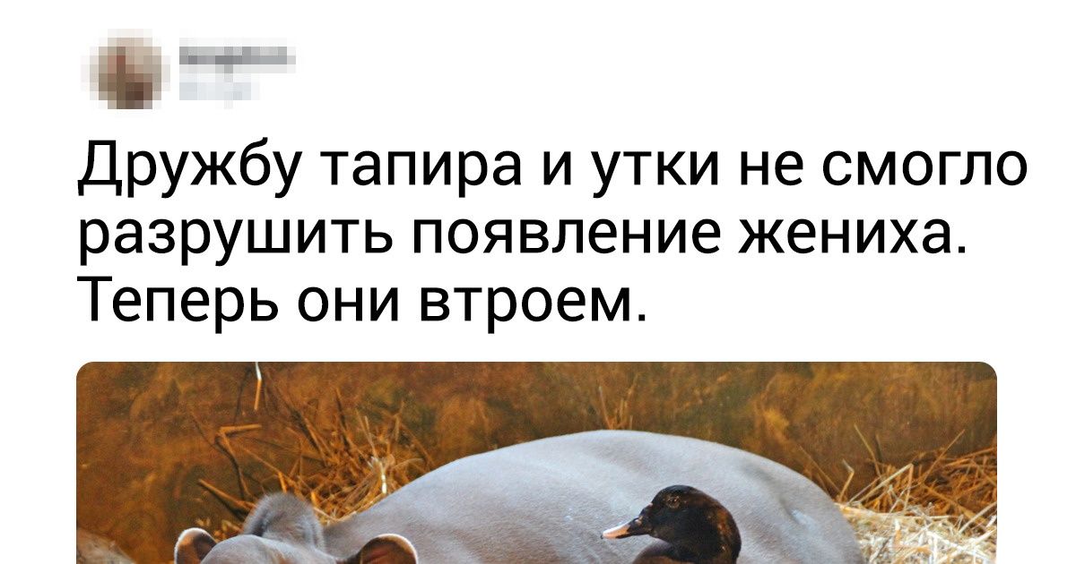 15 фактов о тайной жизни диких животных, которые я узнала благодаря работе в зоопарке 15 фактов о тайной жизни диких животных, которые я узнала благодаря работе в зоопарке