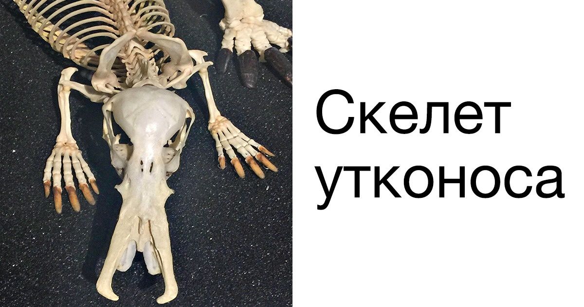 20+ вещей для тех, кто думает, что его уже ничем не удивить 20+ вещей для тех, кто думает, что его уже ничем не удивить