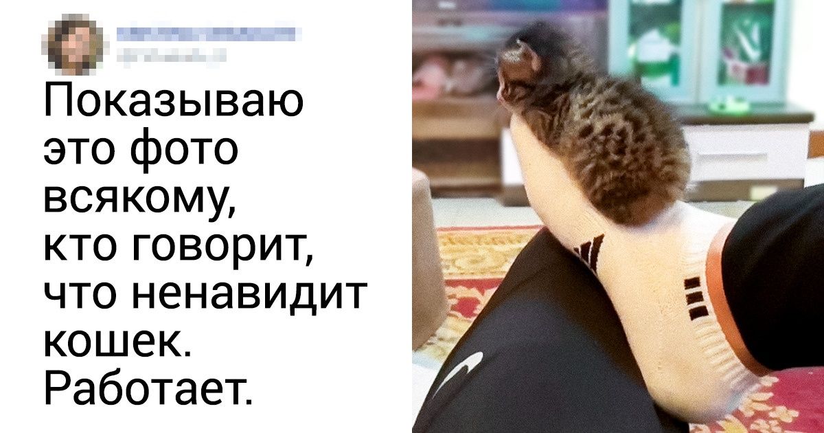 20 котов, при взгляде на которых у вас екнет сердечко 20 котов, при взгляде на которых у вас екнет сердечко