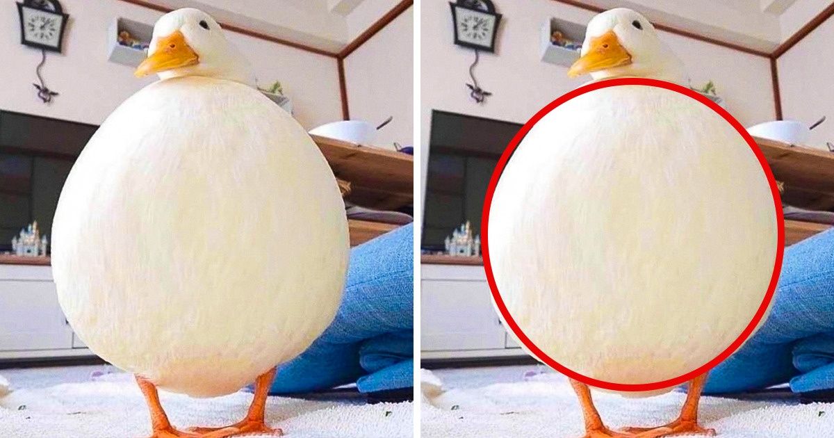 18 фотогеничных животных, которые больше не в силах скрывать от мира свое великолепие 18 фотогеничных животных, которые больше не в силах скрывать от мира свое великолепие