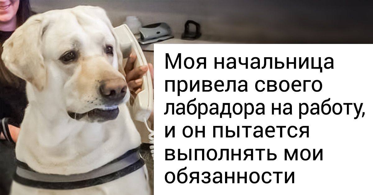 11 персонажей, которые не собирались становиться героями мемов, но интернет решил иначе 11 персонажей, которые не собирались становиться героями мемов, но интернет решил иначе