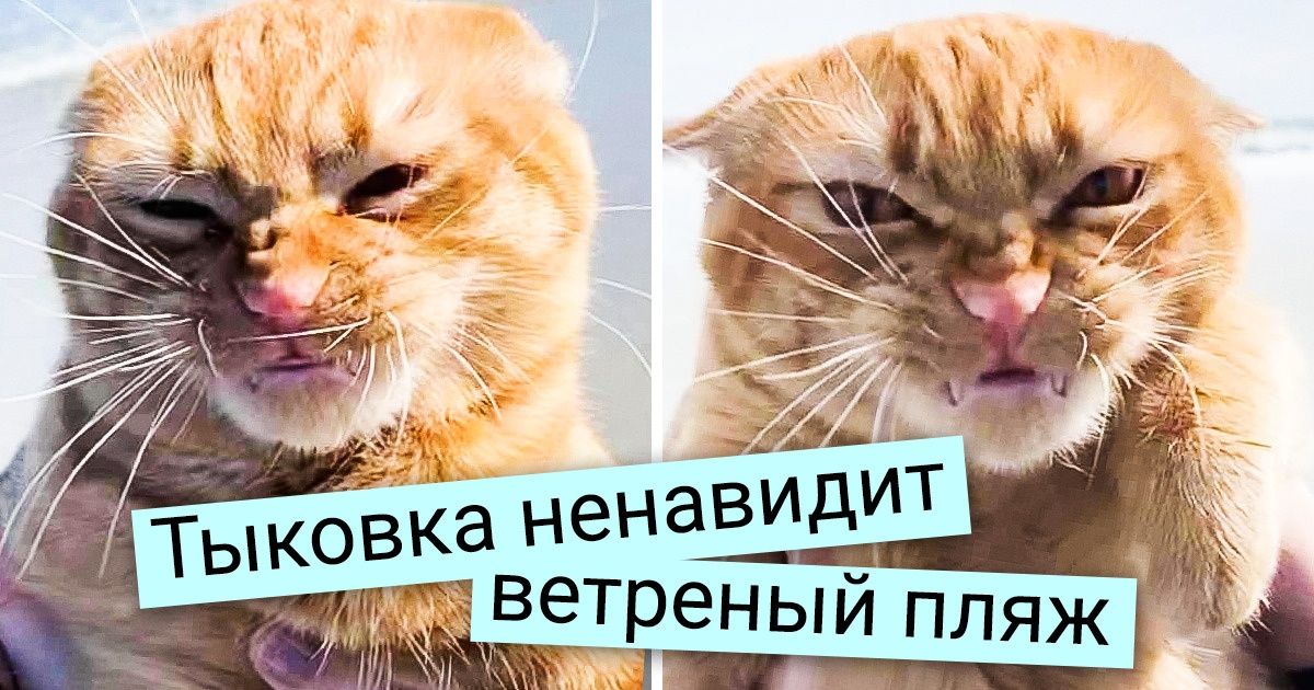 20 животных, чей эмоциональный диапазон не знает конца и края 20 животных, чей эмоциональный диапазон не знает конца и края