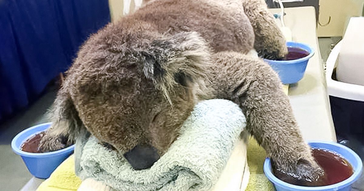 11 недавних случаев, когда популярные в сети фото и видео оказались фейками