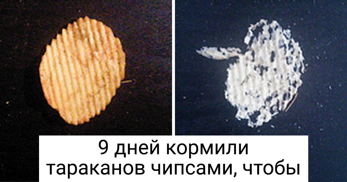 19 фото о студенческих буднях, после которых хочется воскликнуть: «А у нас еще смешнее было!»