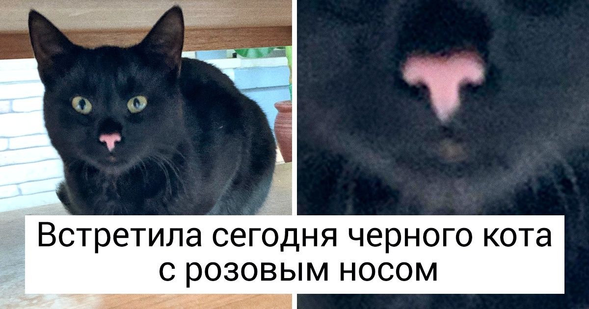 20 животных, которые урвали у природы настоящую изюминку