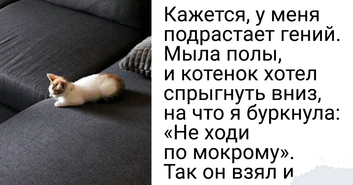 15 животных, которые оказались такими умницами, что хоть в университет их записывай 15 животных, которые оказались такими умницами, что хоть в университет их записывай