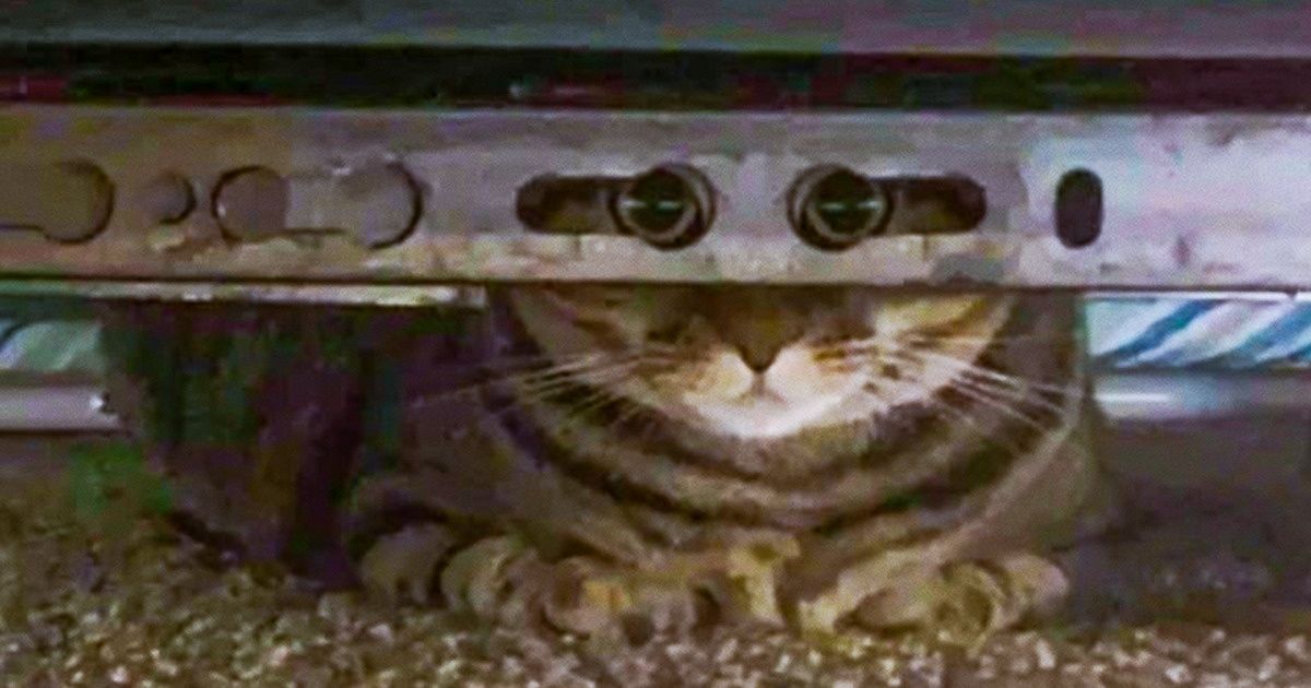 15+ пушистых мордашек, которые вообразили себя агентами 007 15+ пушистых мордашек, которые вообразили себя агентами 007