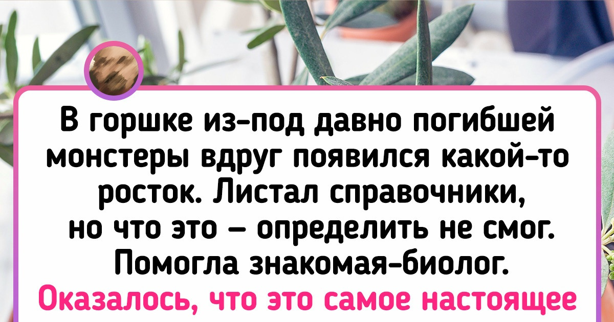 17 растений, которые пользователи силились определить самостоятельно, но потом плюнули и обратились к знатокам 17 растений, которые пользователи силились определить самостоятельно, но потом плюнули и обратились к знатокам