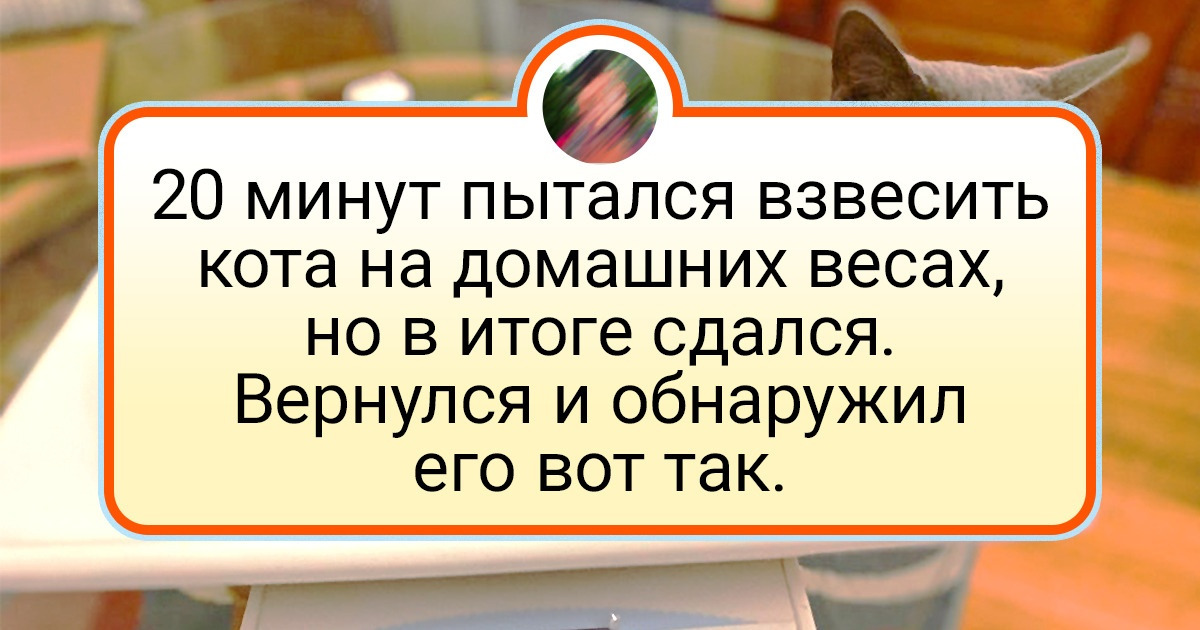19 доказательств того, что правила были созданы, чтобы коты их нарушали 19 доказательств того, что правила были созданы, чтобы коты их нарушали