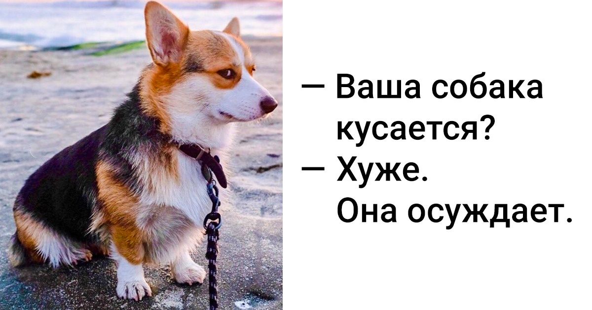 25+ домашних питомцев, которым надоело скрываться под маской хорошего мальчика
