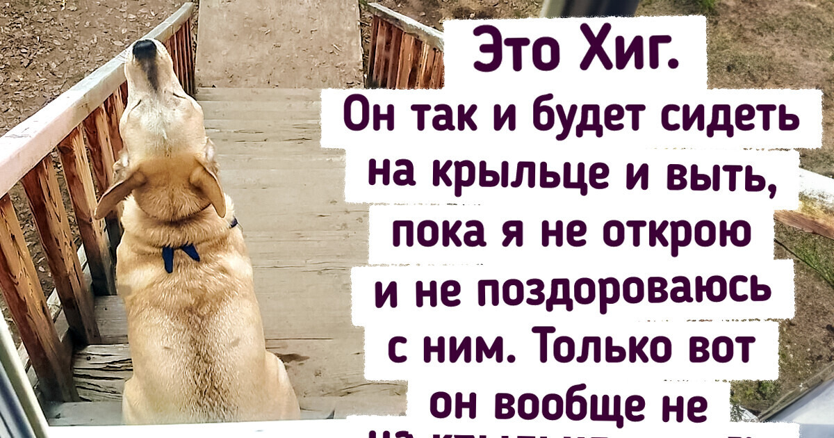 13 фактов, которые удивят даже тех, кто ни одной серии «В мире животных» не пропускал 13 фактов, которые удивят даже тех, кто ни одной серии «В мире животных» не пропускал