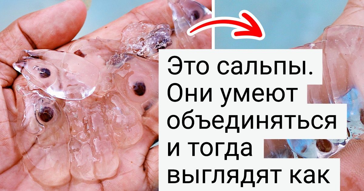 20+ неведомых животных, которых вы не увидите в наших зоопарках 20+ неведомых животных, которых вы не увидите в наших зоопарках