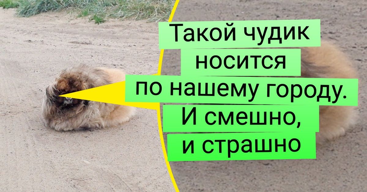 20 собак, на чьих мордах бесконечное обаяние смешалось с легкой придурью 20 собак, на чьих мордах бесконечное обаяние смешалось с легкой придурью