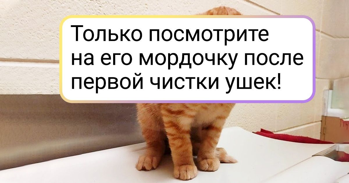 20+ животных, которые просто пришли на прием к ветеринару, но случайно растопили сердце всему интернету