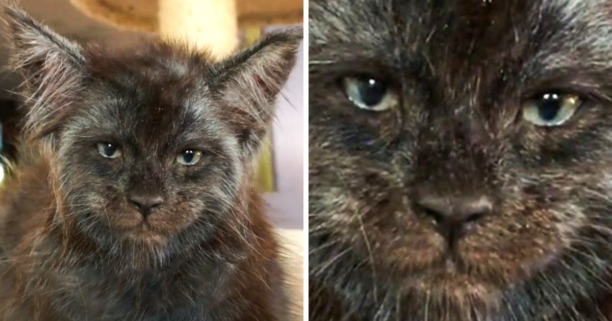 Девушка разводит мейн-кунов, лица которых вынуждают спросить: «А почему у этого человека шерсть?» Девушка разводит мейн-кунов, лица которых вынуждают спросить: «А почему у этого человека шерсть?»